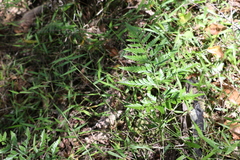 Davallia solida