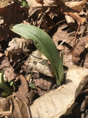 Platanthera clavellata