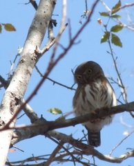 Glaucidium palmarum