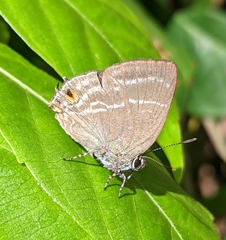 Cupathecla cupentus