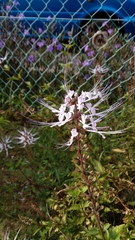 Orthosiphon aristatus