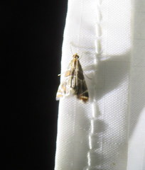 Petrophila jaliscalis