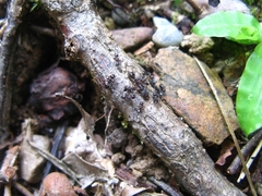 Odontoponera transversa