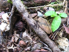 Odontoponera transversa