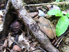 Odontoponera transversa