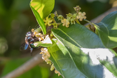 Xylocopa bombylans