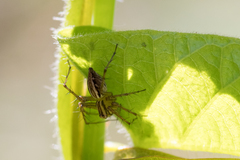 Oxyopes elegans