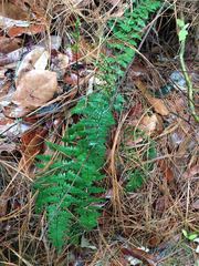 Myriopteris microphylla