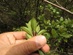 Miconia ligustrina