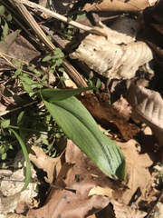 Platanthera clavellata