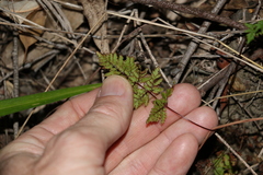 Cheilanthes sieberi sieberi