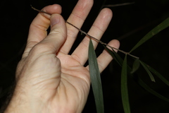 Acacia maidenii