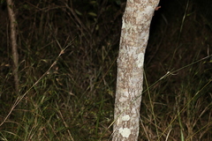 Acacia maidenii