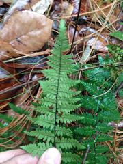 Myriopteris microphylla