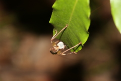 Larifugagraecia spuria