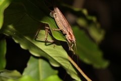 Larifugagraecia spuria