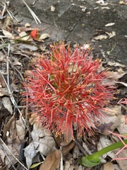 Scadoxus