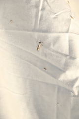 Ethmia sphaerosticha