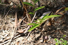 Alpinia caerulea