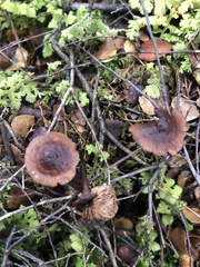 Mycena vinacea