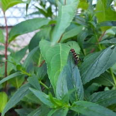 Neoclytus acuminatus