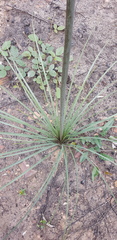 Xanthorrhoea concava