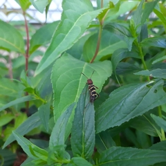 Neoclytus acuminatus