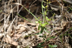 Persoonia sericea