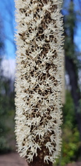 Xanthorrhoea concava