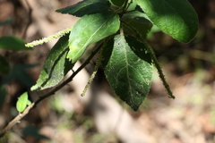 Acalypha nemorum