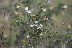 Scaevola sericophylla