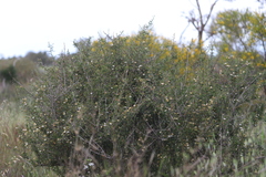 Scaevola sericophylla
