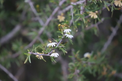 Scaevola sericophylla