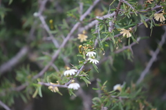 Scaevola sericophylla