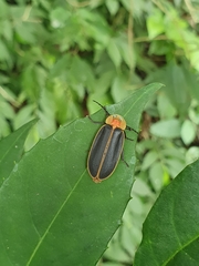 Pyrocoelia praetexta