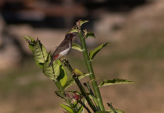 Myzomela vulnerata