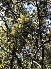 Acacia verticillata verticillata