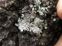 Heterodermia albicans