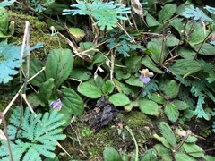 Dorcoceras geoffrayi