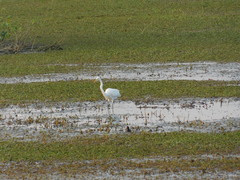 Ardea alba