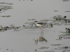 Himantopus mexicanus