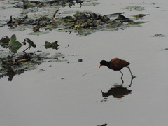 Jacana jacana