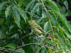 Empidonax