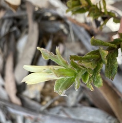 Xanthosia pilosa