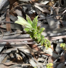 Xanthosia pilosa