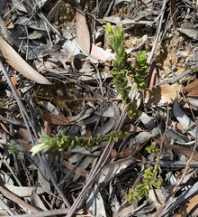 Xanthosia pilosa