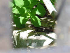Liolaemus cyanogaster