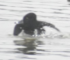 Aythya collaris