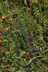 Gentiana dschungarica
