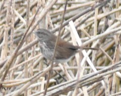 Melospiza melodia